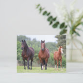 ボブラングリシュ | Foalと共に立つ2つのウェールズのポニー ポストカード (スタンド正面)