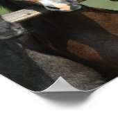 ボブラングリシュ | Four Andalucian Youngstock At Fence ポスター (角)