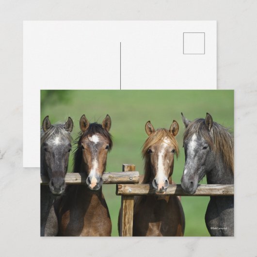 ボブラングリシュ | Four Andalucian Youngstock At Fence ポストカード (正面/裏面)