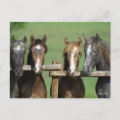 ボブラングリシュ | Four Andalucian Youngstock At Fence ポストカード (正面)