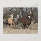 ボブラングリシュ | Four Bashkir Chrill ランニング Horse ポストカード (正面)