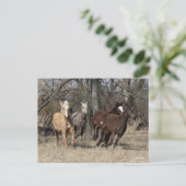 ボブラングリシュ | Four Bashkir Chrill ランニング Horse ポストカード (スタンド正面)