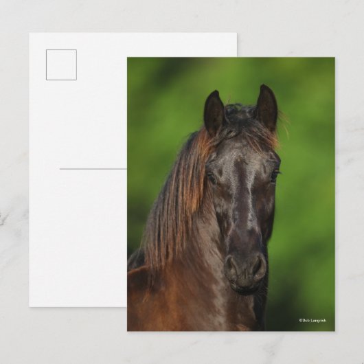 ボブラングリシュ | Friesian Horse Headshot ポストカード (正面/裏面)