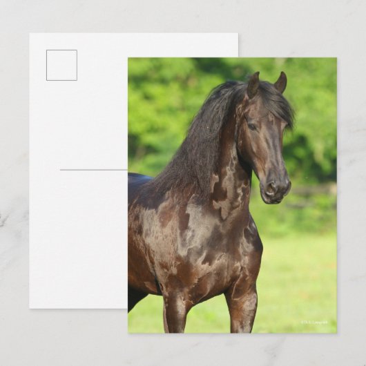 ボブラングリシュ | Friesian Horse Sting Headshot ポストカード (正面/裏面)