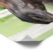 ボブラングリシュ | Friesiian Horse sting headshot ポスター (角)