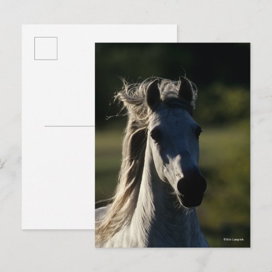 ボブラングリシュ | Gray Andalucianヘッドショットバックライト ポストカード (正面/裏面)