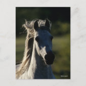 ボブラングリシュ | Gray Andalucianヘッドショットバックライト ポストカード (正面)