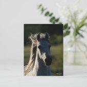 ボブラングリシュ | Gray Andalucianヘッドショットバックライト ポストカード (スタンド正面)