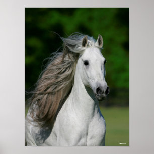 ボブラングリシュ Gray Andalucian Stallionのヘッドショット ポスター
