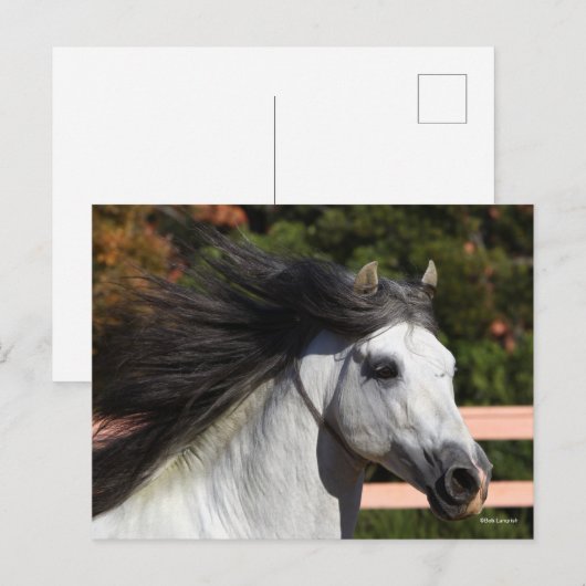 ボブラングリシュ | Gray Andalucian Stallionヘッドショット3 ポストカード (正面/裏面)