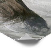 ボブラングリシュ | Gray Andalucian Stallionヘッドショット ポスター (角)