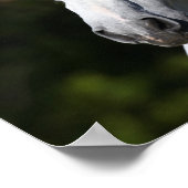 ボブラングリシュ | Gray Andalucian Stallionヘッドショット ポスター (角)