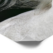 ボブラングリシュ | Gray Andalucian Stallionヘッドショット ポスター (角)