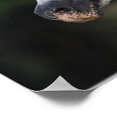 ボブラングリシュ | Gray Andalucian Stallion Headshot 6 ポスター (角)