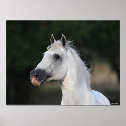 ボブラングリシュ | Gray Andalucian Stallion Headshot 6 ポスター (正面)