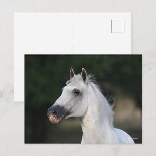 ボブラングリシュ | Gray Andalucian Stallion Headshot 6 ポストカード (正面/裏面)