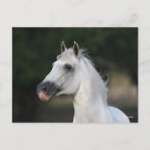 ボブラングリシュ | Gray Andalucian Stallion Headshot 6 ポストカード (正面)