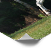 ボブラングリシュ | Gray Lusitano Stallion ポスター (角)