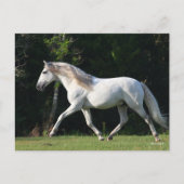 ボブラングリシュ | Gray Lusitano Stallion ポストカード (正面)