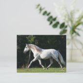 ボブラングリシュ | Gray Lusitano Stallion ポストカード (スタンド正面)