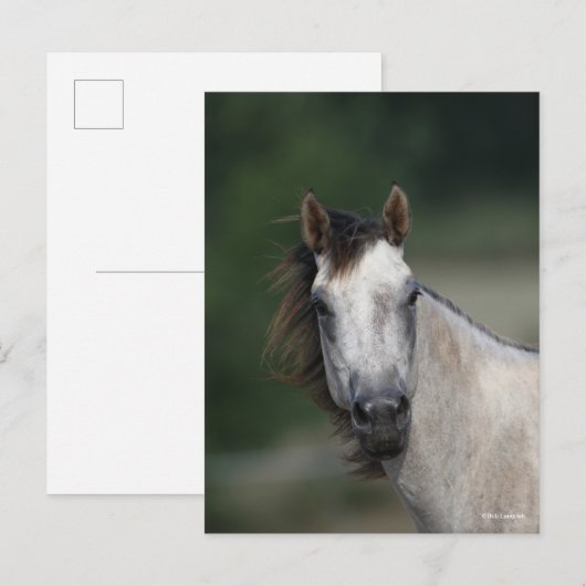 ボブラングリシュ | Gray Quarter Horseヘッドショット ポストカード (正面/裏面)