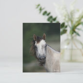 ボブラングリシュ | Gray Quarter Horseヘッドショット ポストカード (スタンド正面)