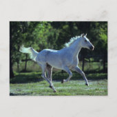 ボブラングリシュ | Gray Thoroughbred Stallion ランニング's ポストカード (正面)
