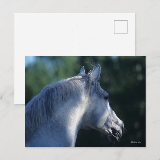 ボブラングリシュ | Gray Trakehner Stallionヘッドショット ポストカード (正面/裏面)