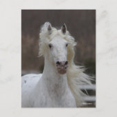 ボブラングリシュ | Grey Friesian Appaloosaヘッドショット ポストカード (正面)