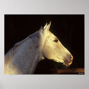 ボブラングリシュ Grey Thoroughbred Stallionヘッドショット ポスター