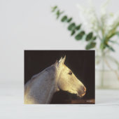 ボブラングリシュ | Grey Thoroughbred Stallionヘッドショット ポストカード (スタンド正面)