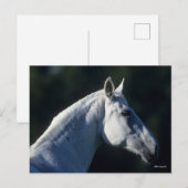 ボブラングリシュ | Grey Warmbood Stitting Headshot ポストカード (正面/裏面)