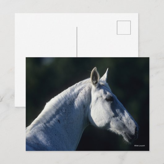 ボブラングリシュ | Grey Warmbood Stitting Headshot ポストカード (正面/裏面)