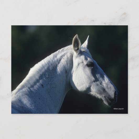 ボブラングリシュ | Grey Warmbood Stitting Headshot ポストカード (正面)