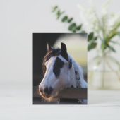 ボブラングリシュ | Gypsy Vannerがフェンス越しに見る ポストカード (スタンド正面)