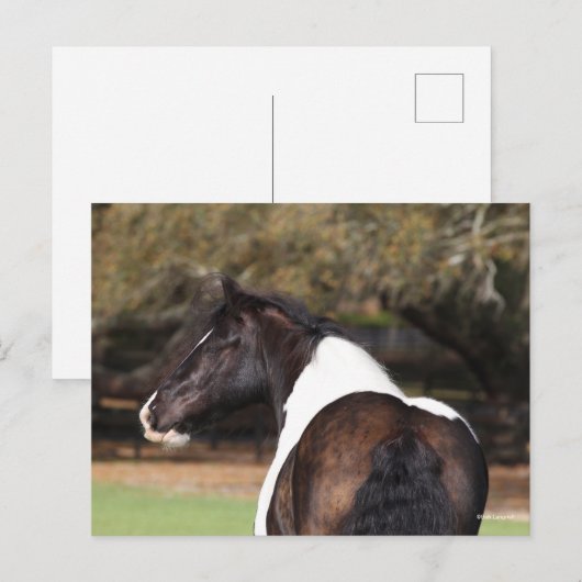 ボブラングリシュ | Gypsy Vannerヘッドショット ポストカード (正面/裏面)