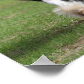 ボブラングリシュ | Gypsy Vanner ランニングS ポスター (角)