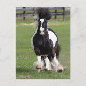 ボブラングリシュ | Gypsy Vanner ランニングS ポストカード (正面)