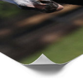 ボブラングリシュ | Gypsy Vanner Horseヘッドショット ポスター (角)