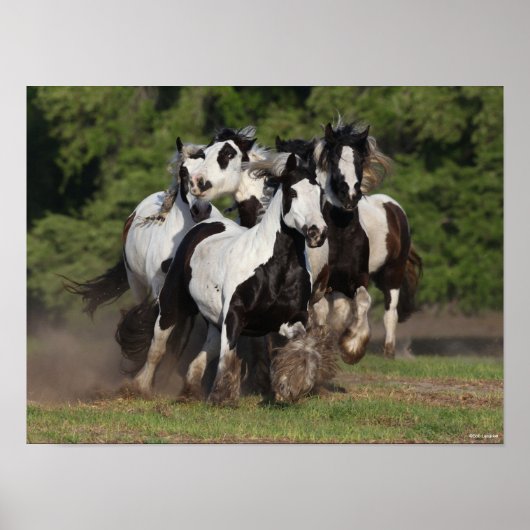 ボブラングリシュ | Gypsy Vanner HorsesのランニングHerd ポスター (正面)