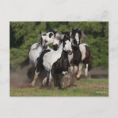 ボブラングリシュ | Gypsy Vanner HorsesのランニングHerd ポストカード (正面)