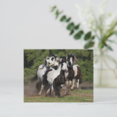 ボブラングリシュ | Gypsy Vanner HorsesのランニングHerd ポストカード (スタンド正面)