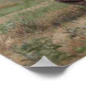 ボブラングリシュ | Gypsy Vanner MareとFoal ポスター (角)