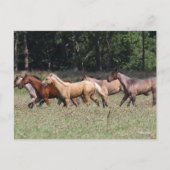 ボブラングリシュ | Herd Quarter Horses歩く ポストカード (正面)