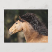 ボブラングリシュ | Lusitanoヘッドショットマネ流れ ポストカード (正面)