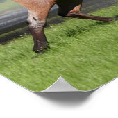 ボブラングリシュ | Mangalarga Horse ランニングの虹 ポスター (角)