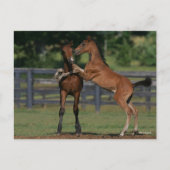 ボブラングリシュ | Morgan Foals 遊2つ ポストカード (正面)