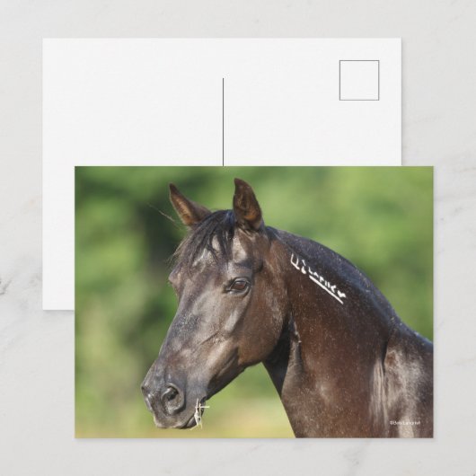 ボブラングリシュ | Mustang スペインの Mareヘッドショット ポストカード (正面/裏面)