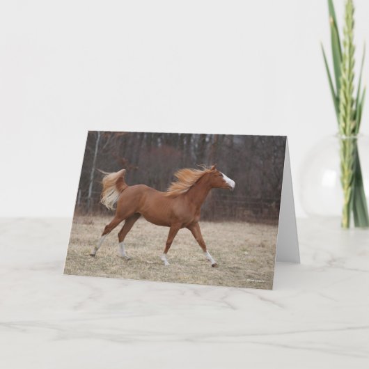 ボブラングリシュ | Overo 絵を描 Horse ランニング カード (正面)