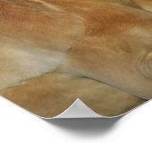 ボブラングリシュ | Palomino Hflingerヘッドショット ポスター (角)